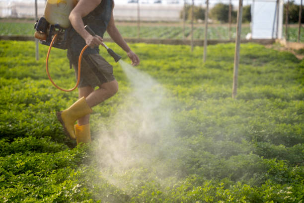 Best Ant Control Services  in Sugar Land, TX